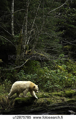 Great Bear Rainforest clipart #6, Download drawings