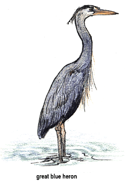 Great Blue Heron clipart #17, Download drawings