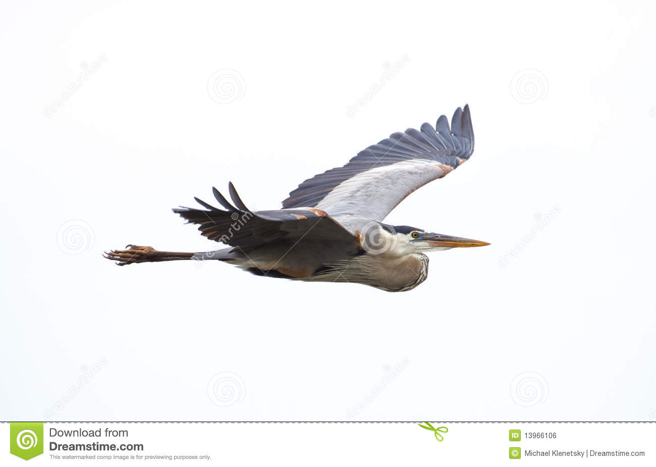 Great Blue Heron clipart #19, Download drawings