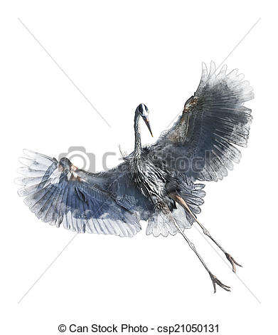 Great Blue Heron clipart #1, Download drawings