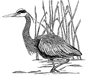 Great Blue Heron svg #2, Download drawings