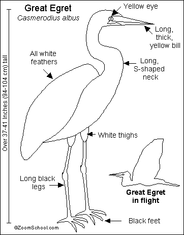Great Egrets coloring #14, Download drawings