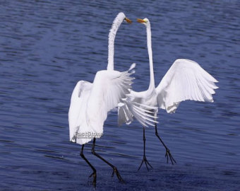 Great Egrets svg #6, Download drawings