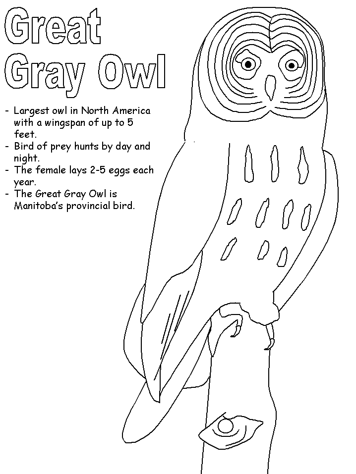 Great Grey Owl coloring #16, Download drawings