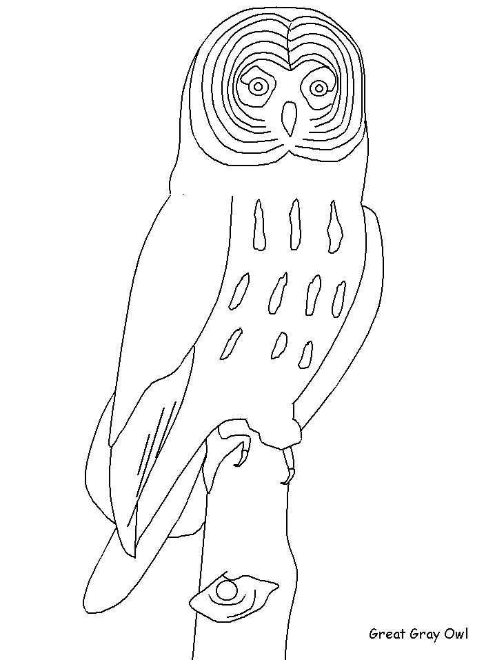 Great Gray Owl coloring #2, Download drawings
