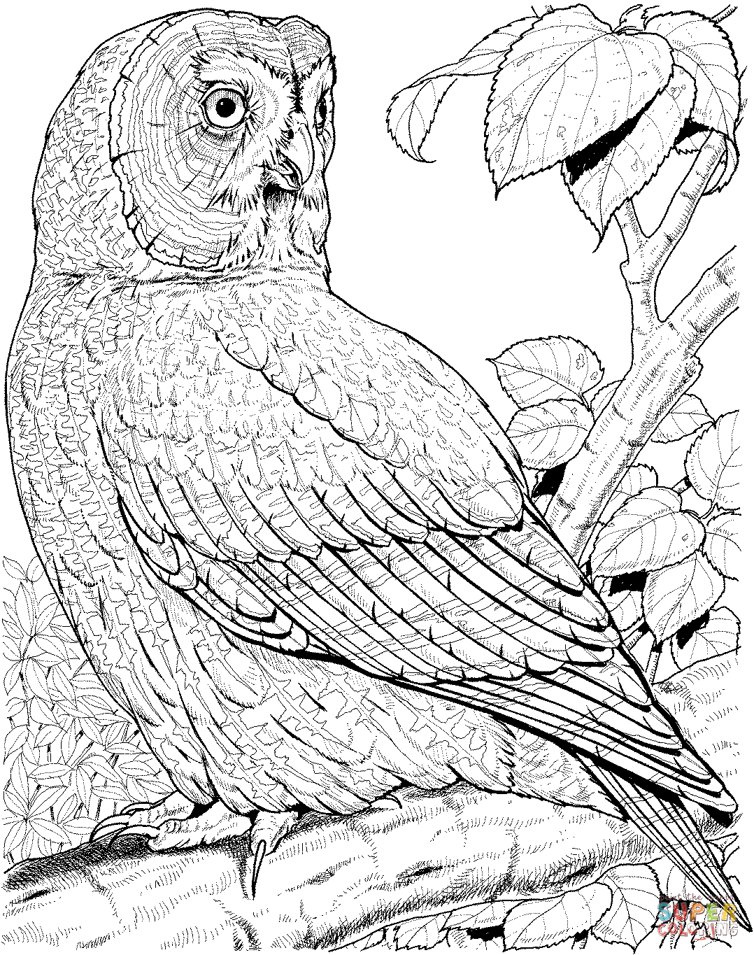 Great Gray Owl coloring #8, Download drawings