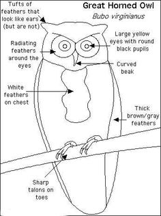 Great Gray Owl coloring #5, Download drawings
