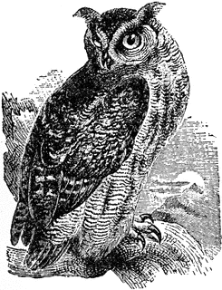 Horned Owl clipart #9, Download drawings