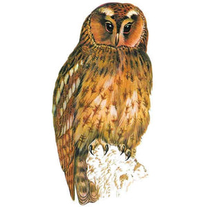 Great Grey Owl clipart #2, Download drawings