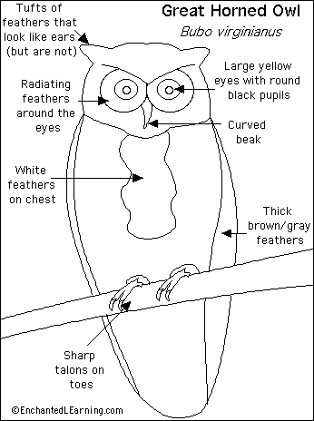 Great Grey Owl coloring #10, Download drawings