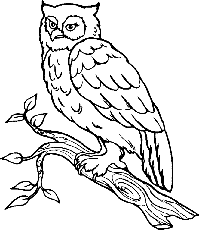 Great Horned Owl coloring #17, Download drawings