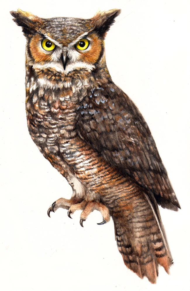 Great Horned Owl clipart #3, Download drawings