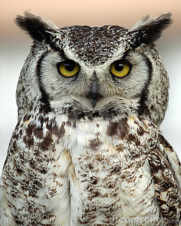 Great Horned Owl clipart #13, Download drawings