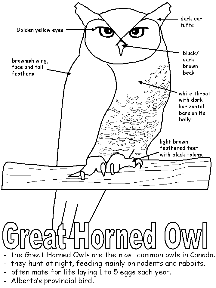 Great Horned Owl coloring #14, Download drawings