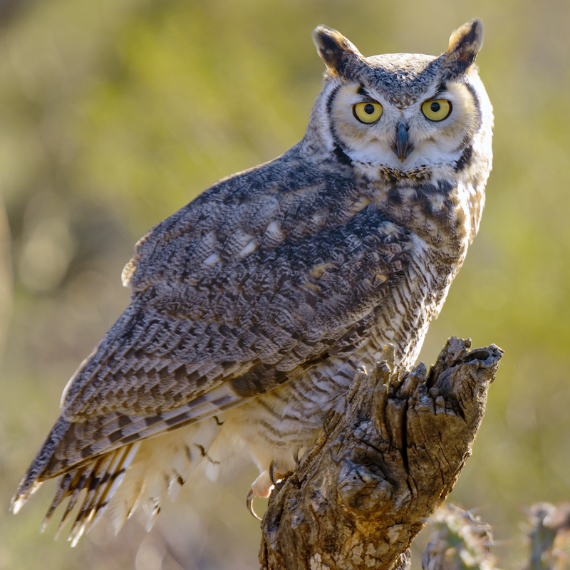 Great Horned Owl svg #2, Download drawings