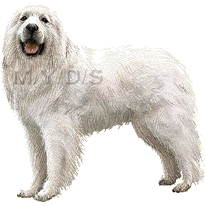 Great Pyrenees clipart #5, Download drawings