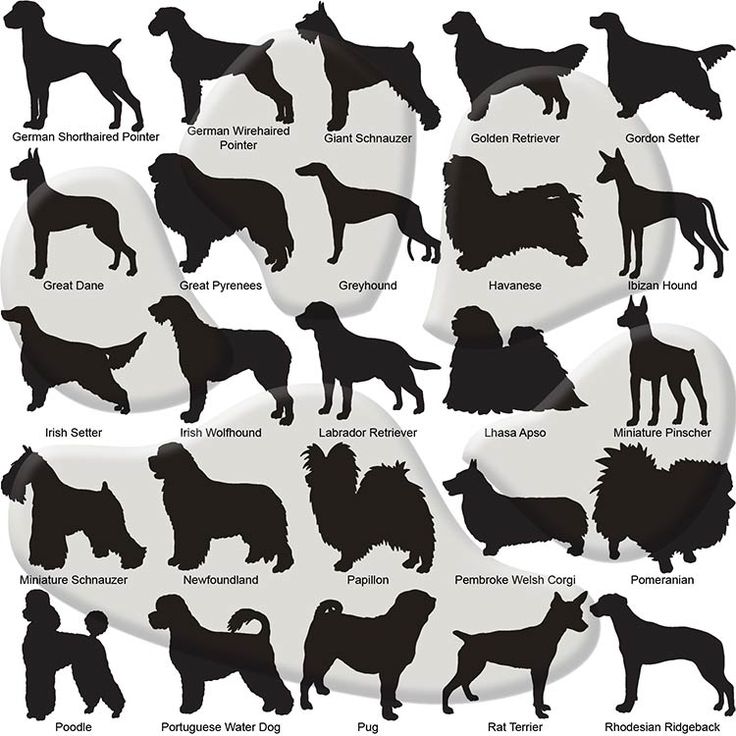 Great Pyrenees svg #13, Download drawings