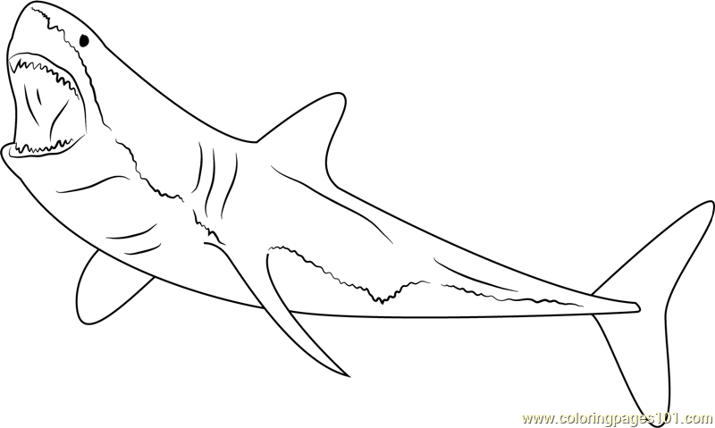 Great White Shark coloring #6, Download drawings