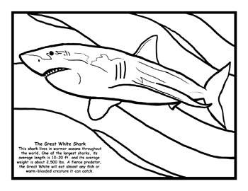 Great White Shark coloring #18, Download drawings