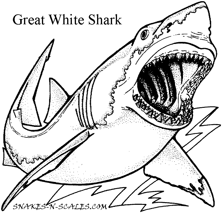 Great White Shark coloring #2, Download drawings