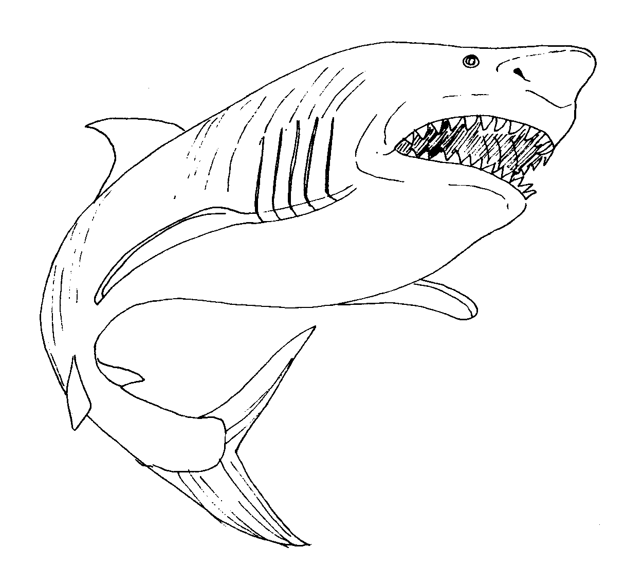 Great White Shark coloring #4, Download drawings