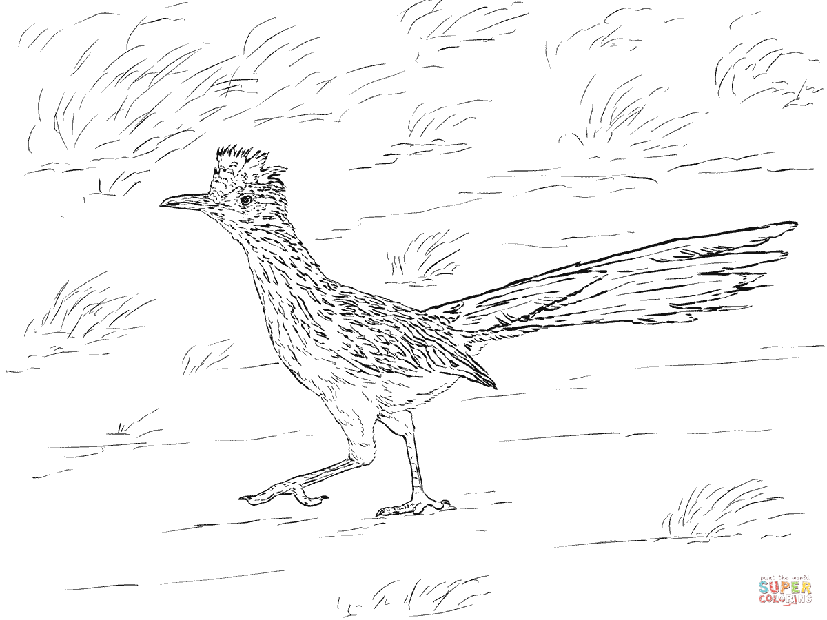 Greater Roadrunner clipart #11, Download drawings