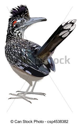 Greater Roadrunner clipart #5, Download drawings