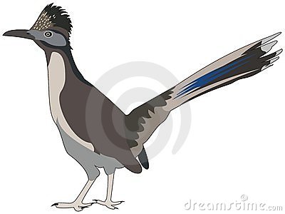 Greater Roadrunner clipart #20, Download drawings