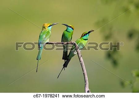 Green Bee-eater clipart #13, Download drawings