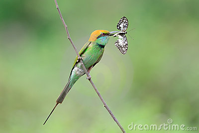 Green Bee-eater clipart #17, Download drawings