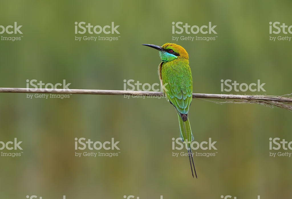 Green Bee-eater coloring #7, Download drawings