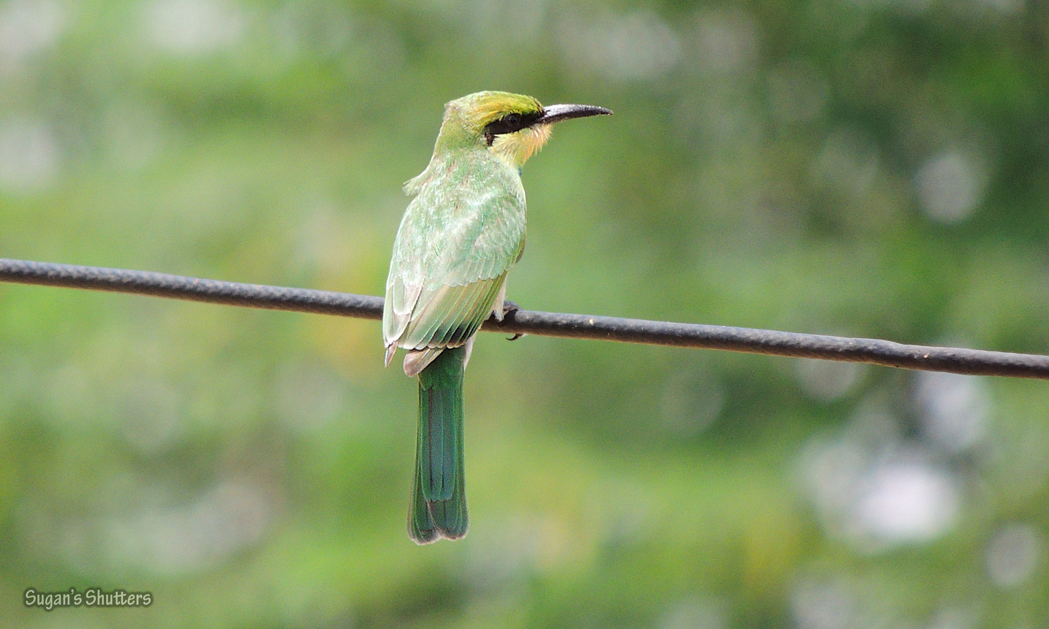 Green Bee-eater svg #5, Download drawings