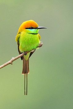 Green Bee-eater svg #9, Download drawings