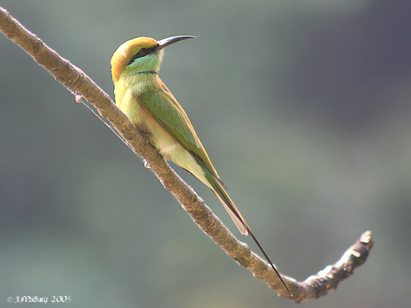Green Bee-eater svg #16, Download drawings