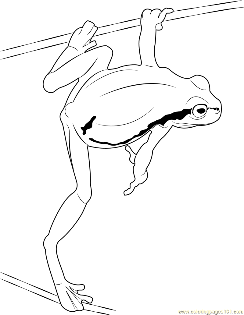 Green Frog coloring #10, Download drawings