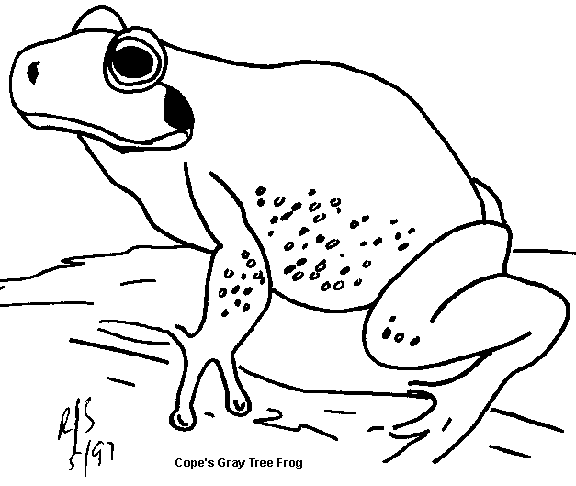 Green Frog coloring #7, Download drawings