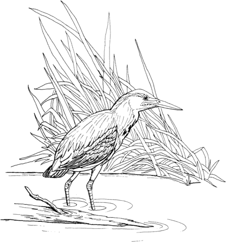 Green Heron coloring #12, Download drawings