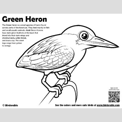 Green Heron coloring #19, Download drawings