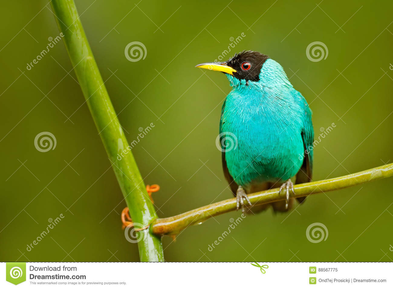 Green Honeycreeper clipart #12, Download drawings