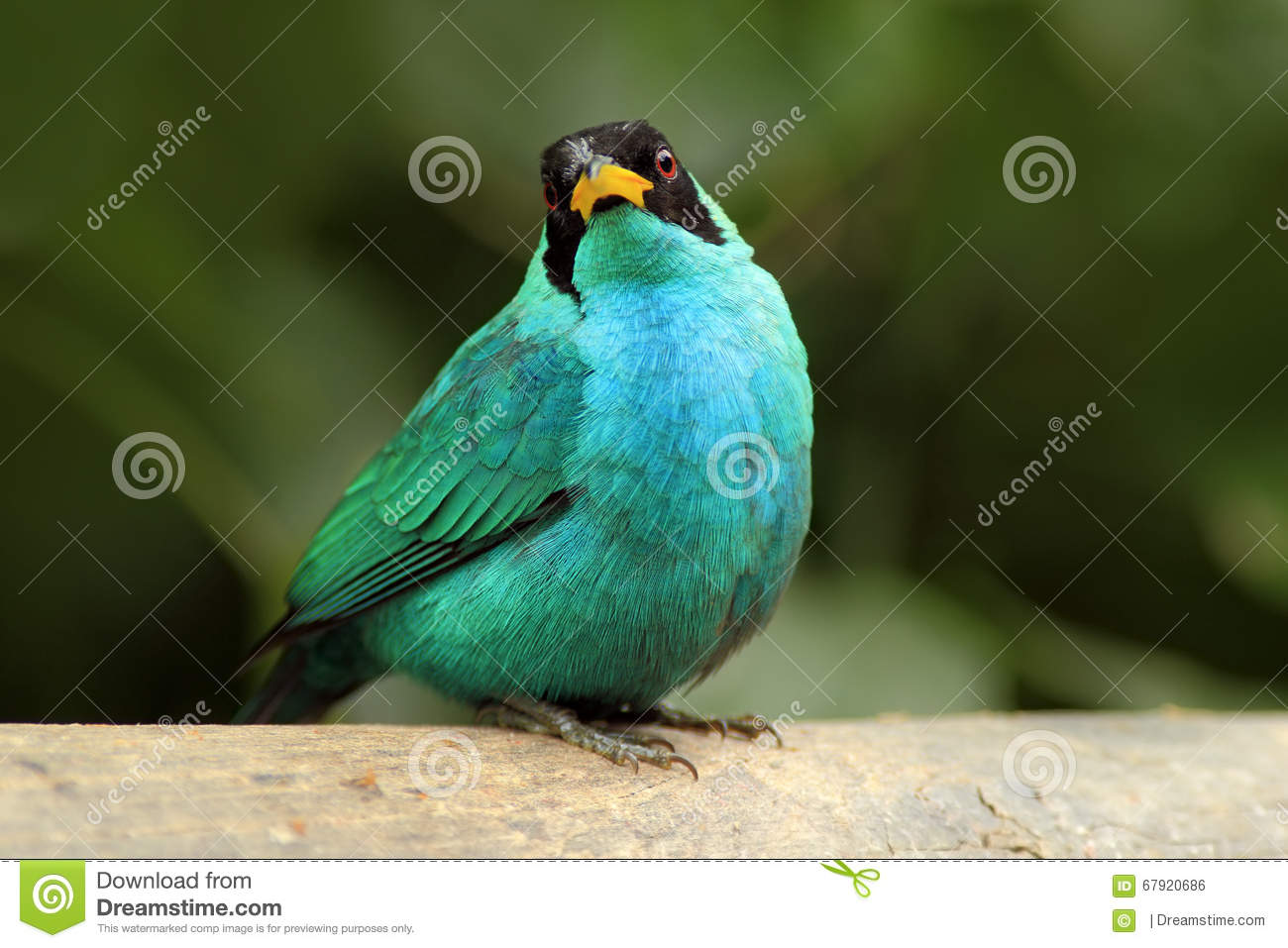Green Honeycreeper clipart #11, Download drawings
