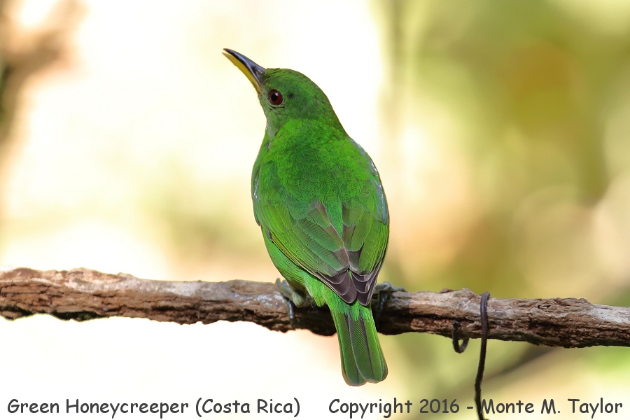 Green Honeycreeper clipart #5, Download drawings