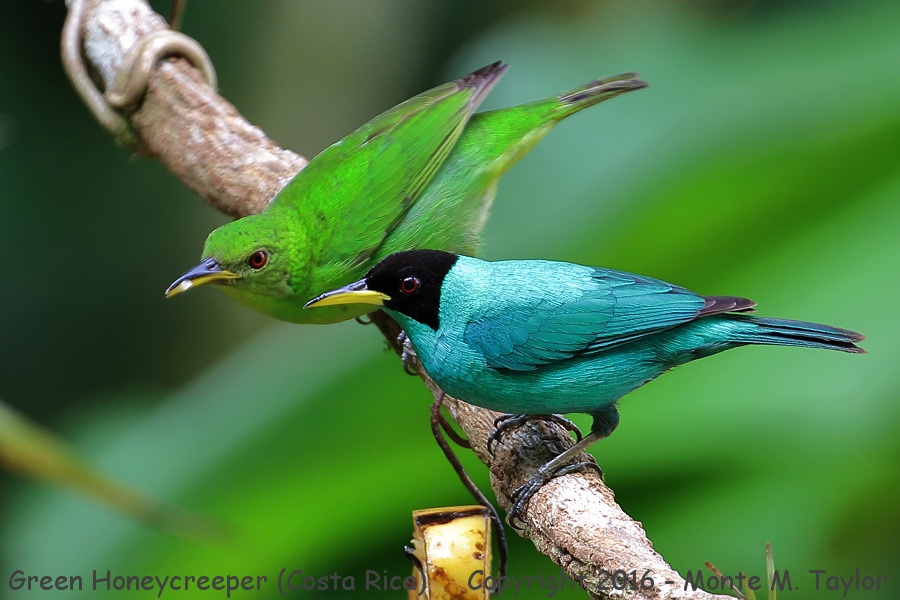 Green Honeycreeper clipart #16, Download drawings