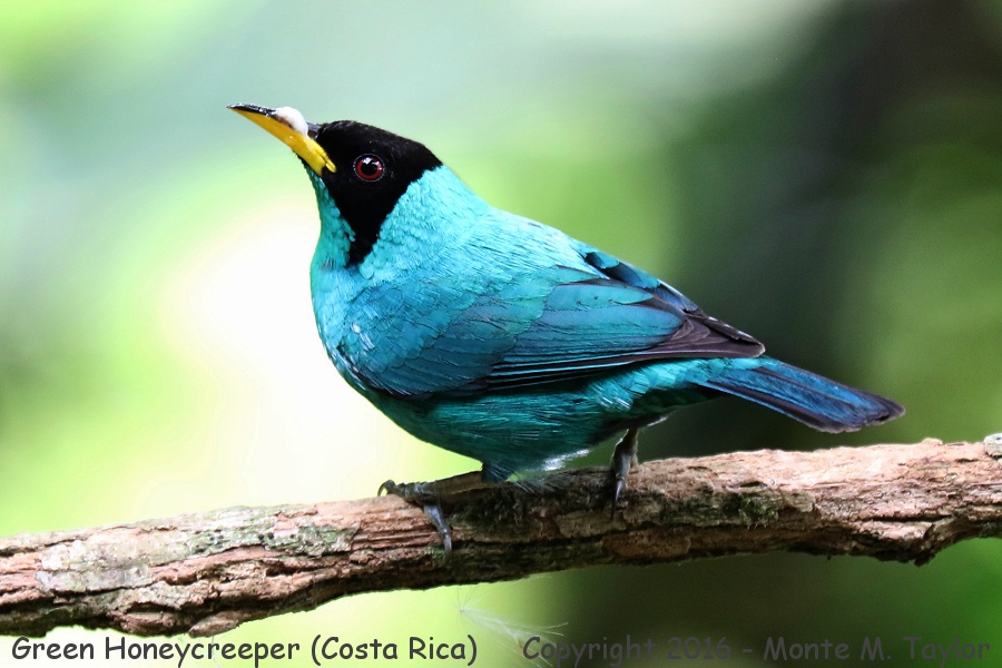Green Honeycreeper clipart #15, Download drawings