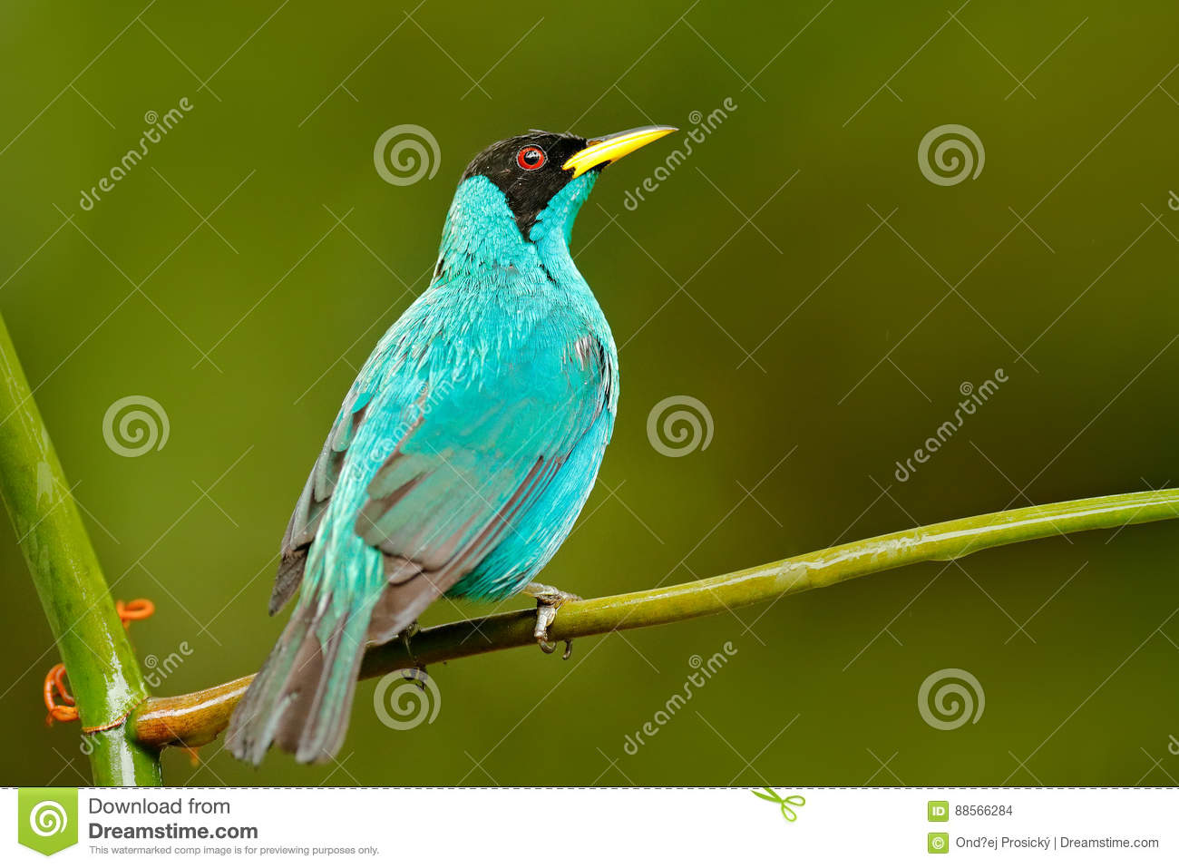 Green Honeycreeper clipart #13, Download drawings