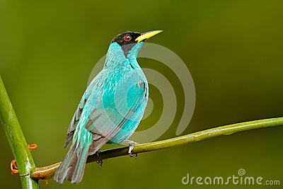 Green Honeycreeper clipart #14, Download drawings