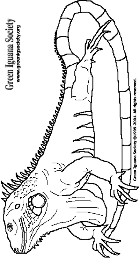 Green Iguana coloring #11, Download drawings