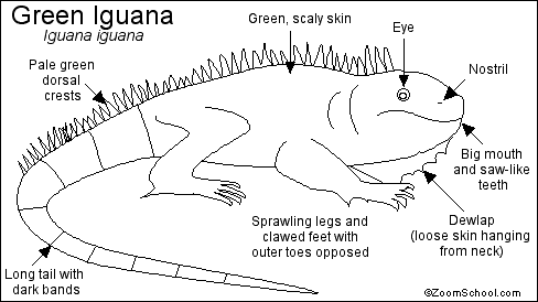 Green Iguana coloring #4, Download drawings