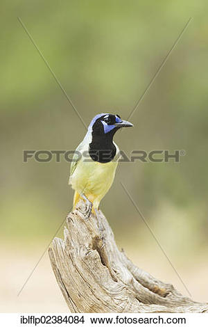 Green Jay clipart #11, Download drawings