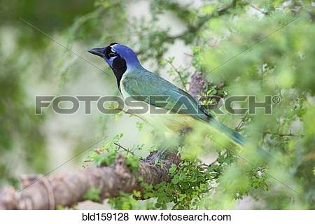 Green Jay clipart #17, Download drawings
