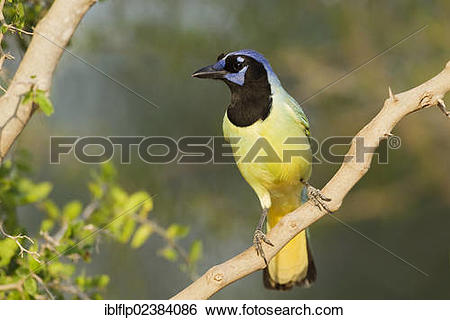 Green Jay clipart #19, Download drawings